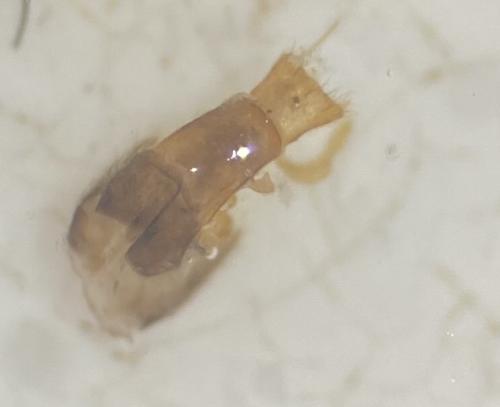 Malthodes sp.